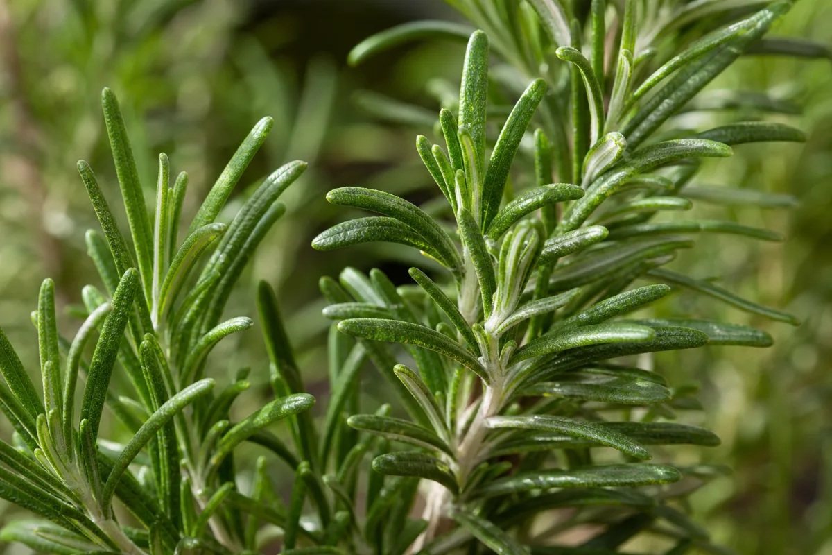 Close-up of rosemary (salvia rosmarinus (rosmarinus officinalis)): uses, evidence and safety