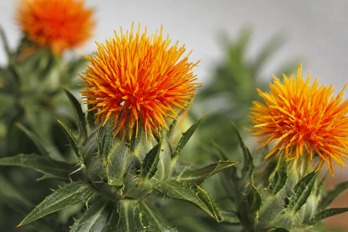 Close-up of safflower (carthamus tinctorius): uses, evidence and safety