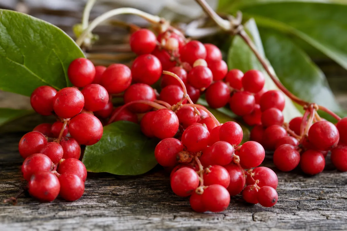 Close-up of schisandra