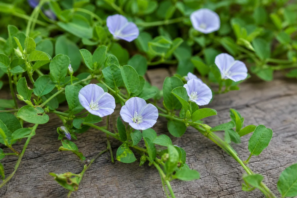 Shankhpushpi, a small creeping Ayurvedic herb
