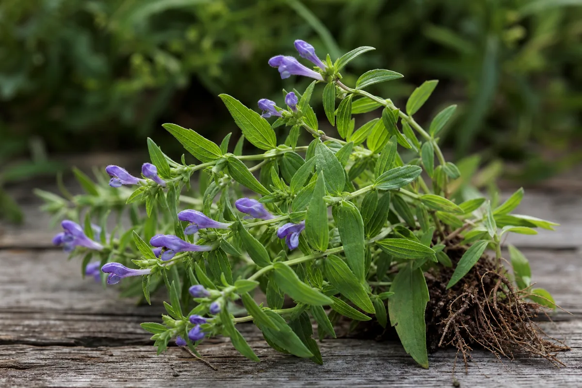 Close-up of skullcap (scutellaria lateriflora): uses, evidence and safety