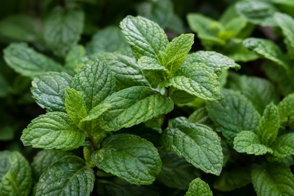 Close-up of spearmint (mentha spicata): uses, evidence and safety