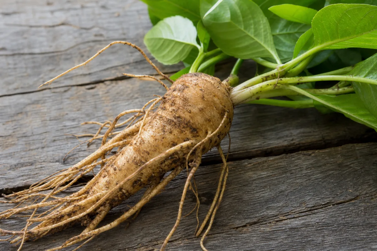 Suma (Brazilian ginseng), the root is the part used