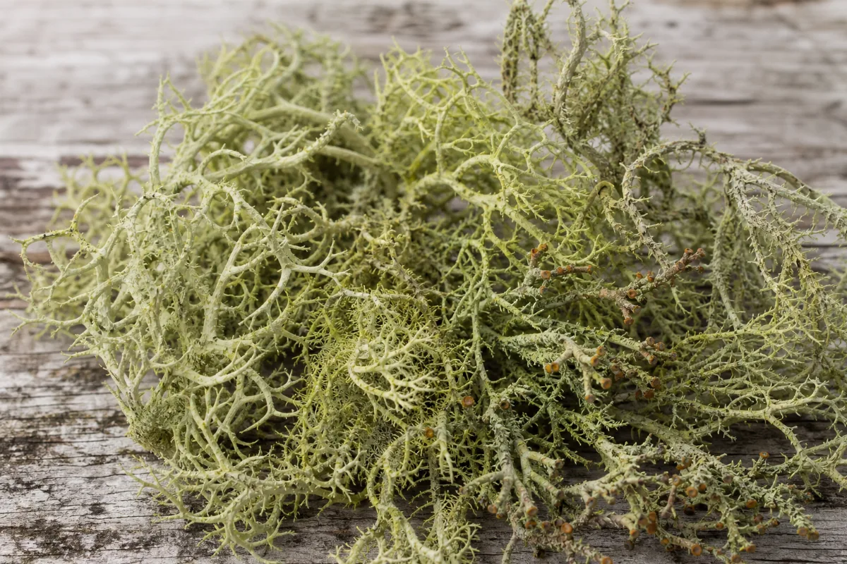 Close-up of usnea (old man's beard) (usnea barbata): uses, evidence and safety