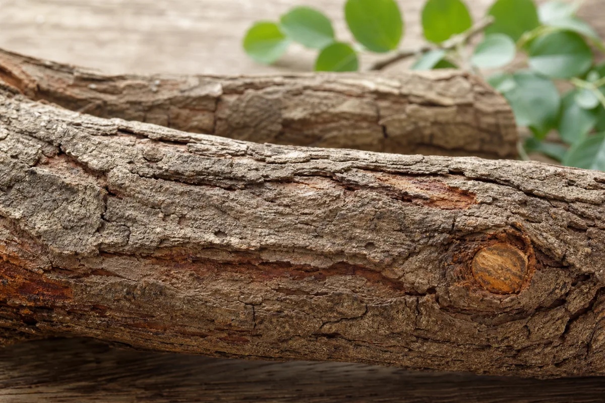 Vijaysar heartwood