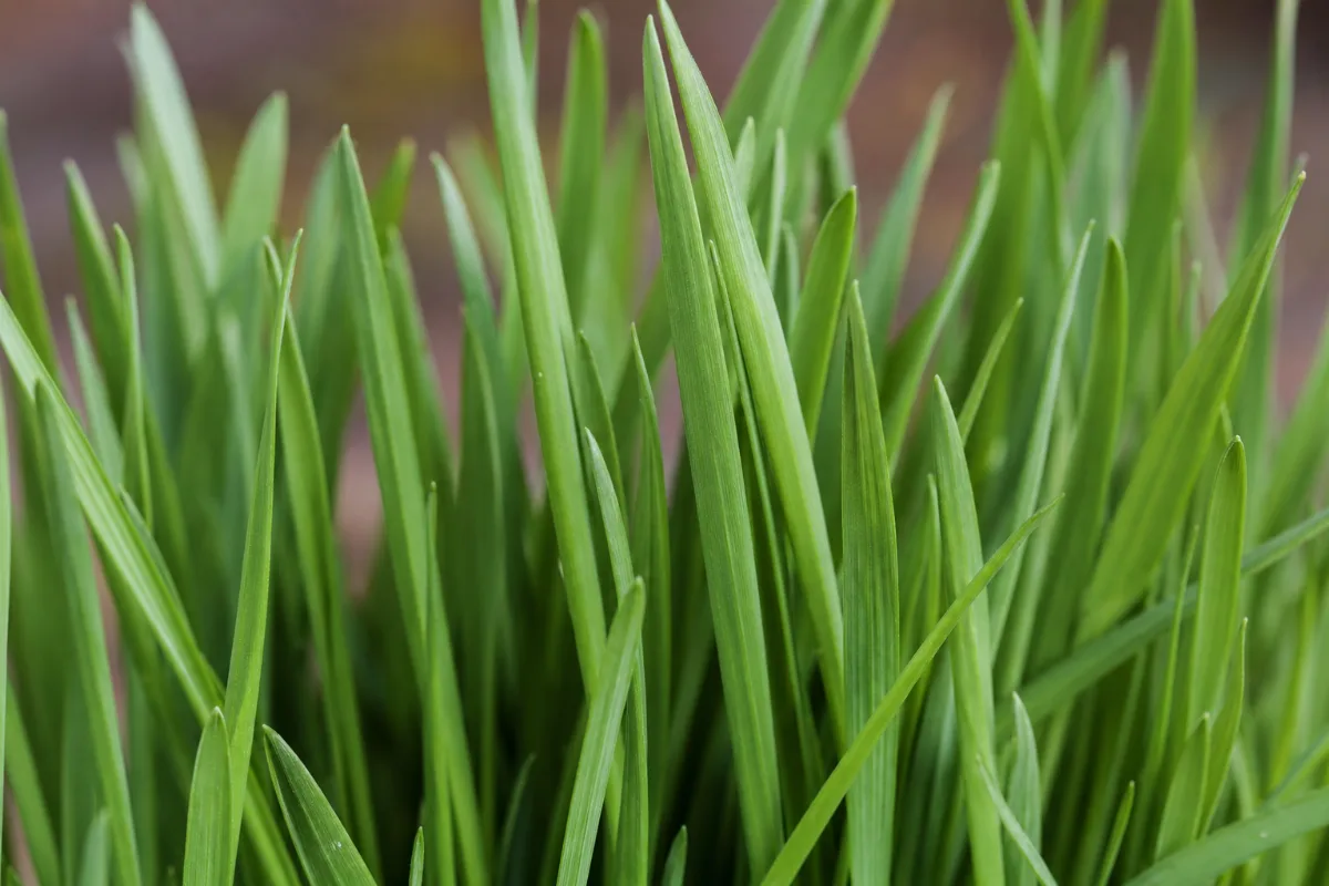 Close-up of wheatgrass (triticum aestivum): uses, evidence and safety