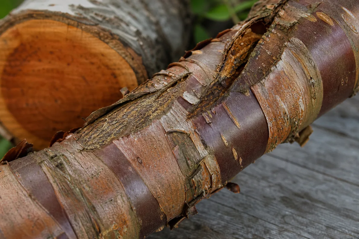Wild cherry (black cherry) tree bark