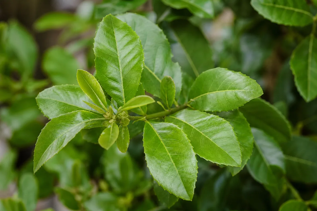 Close-up of yerba mate (Ilex paraguariensis) leaf