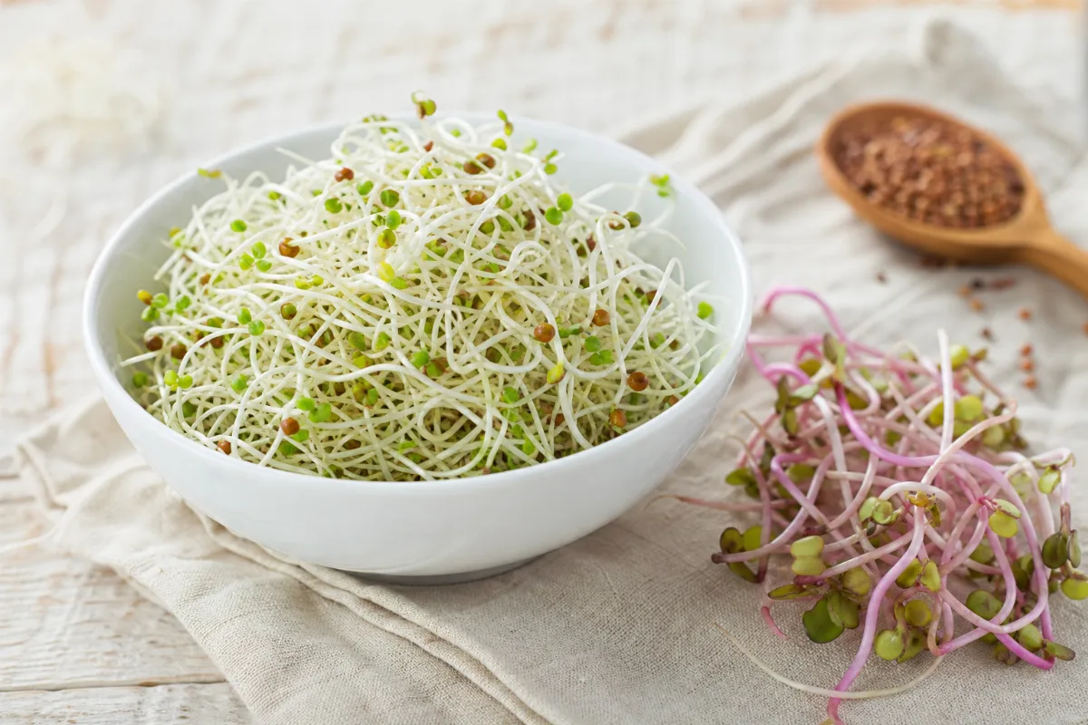Close-up of alfalfa & clover sprouts