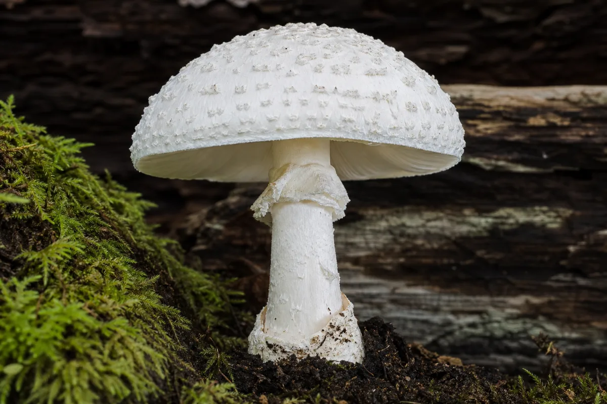 Close-up of amanita smithiana