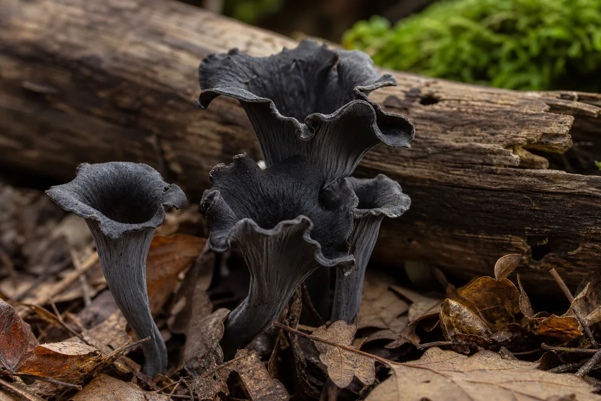 Close-up of black trumpet