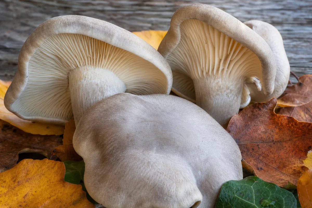 Clouded agaric mushroom