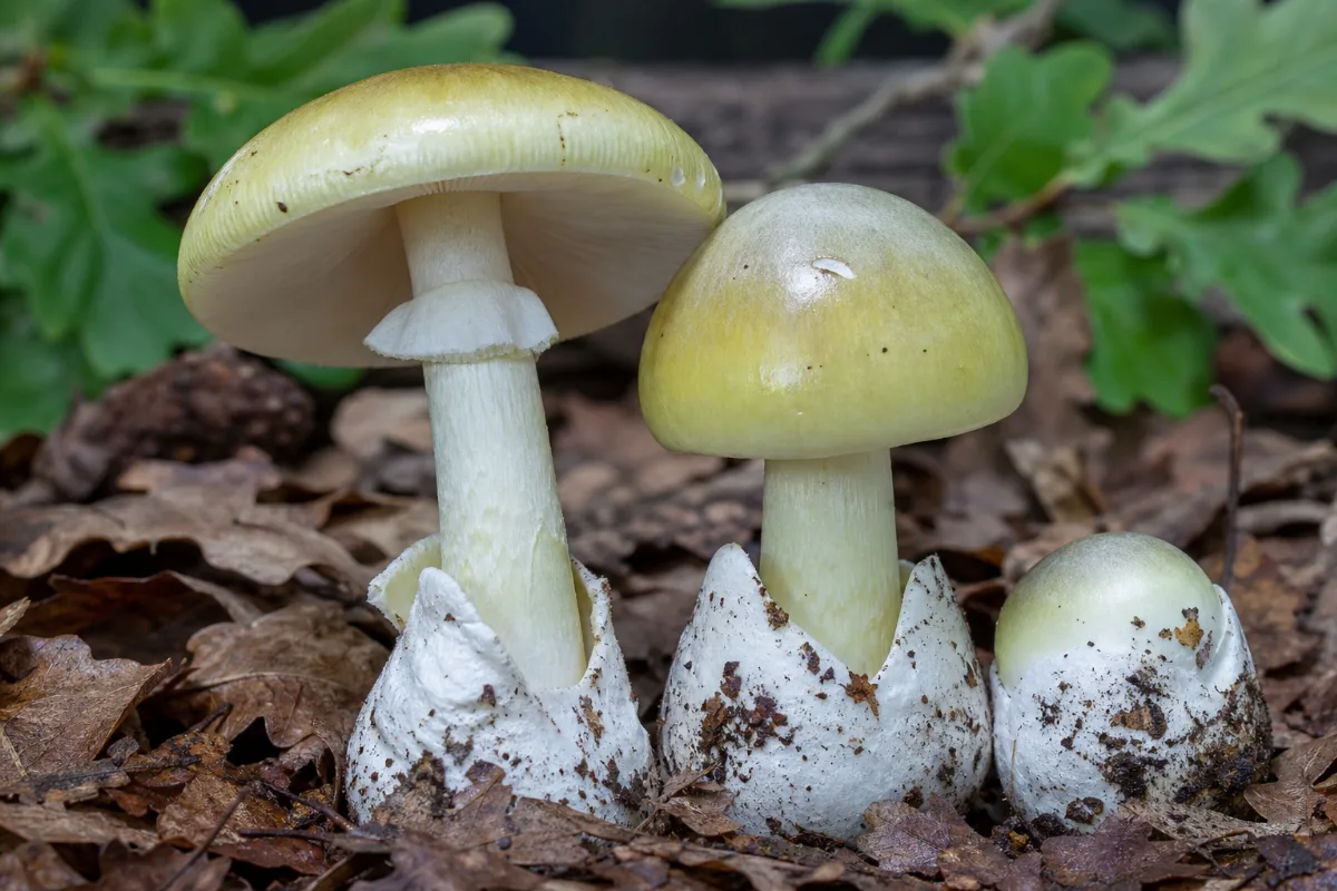 Close-up of death cap