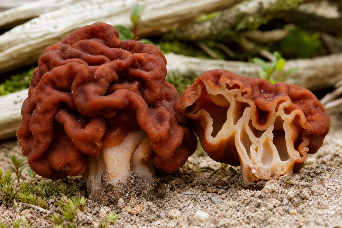 False morel (Gyromitra esculenta) mushroom