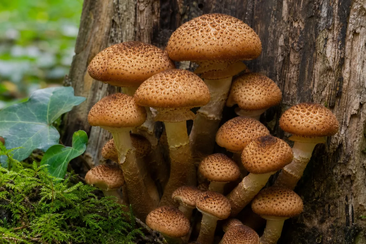 Close-up of honey mushroom