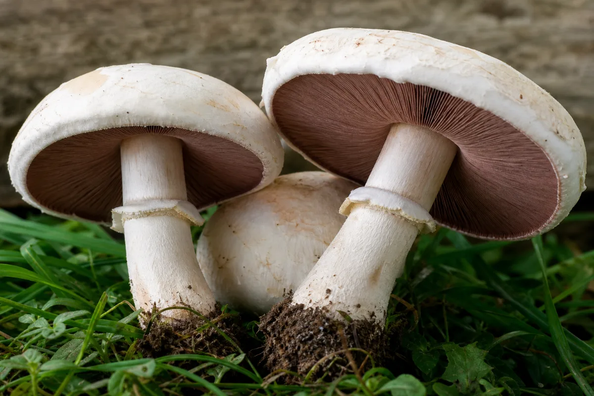 Horse mushroom (Agaricus arvensis)
