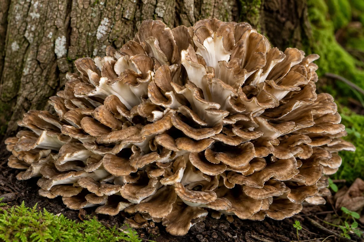 Close-up of maitake