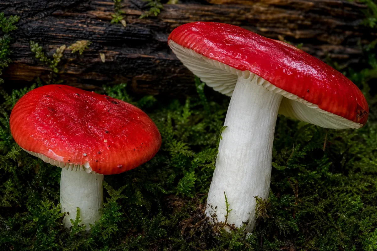 The sickener (Russula emetica), a poisonous wild mushroom