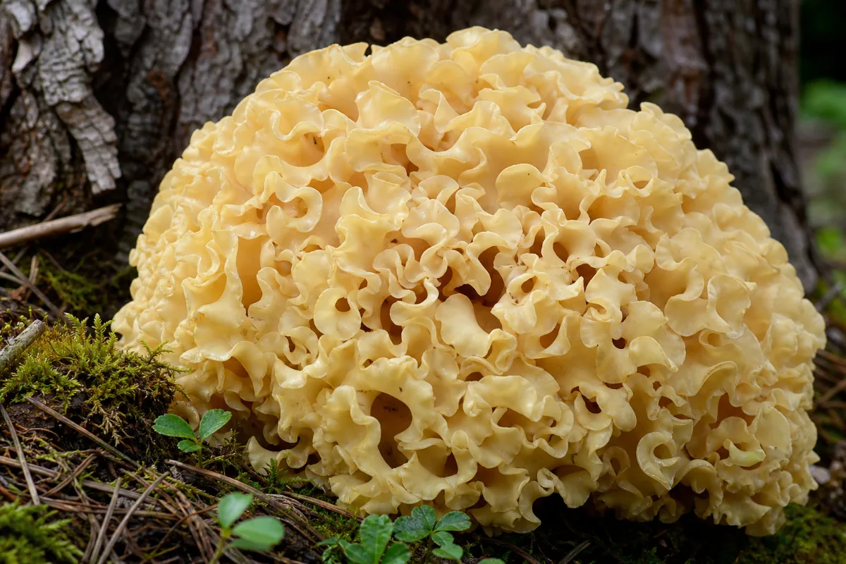 Cauliflower mushroom (Sparassis) growing in the wild