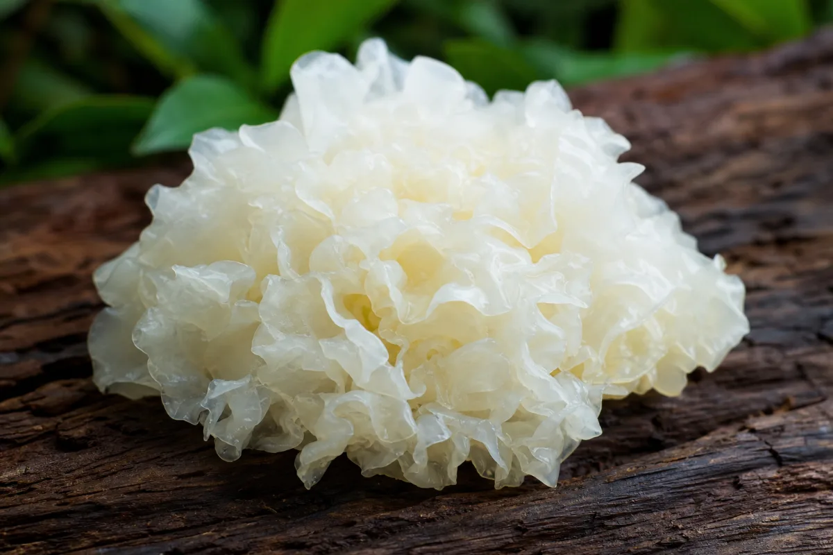Close-up of tremella