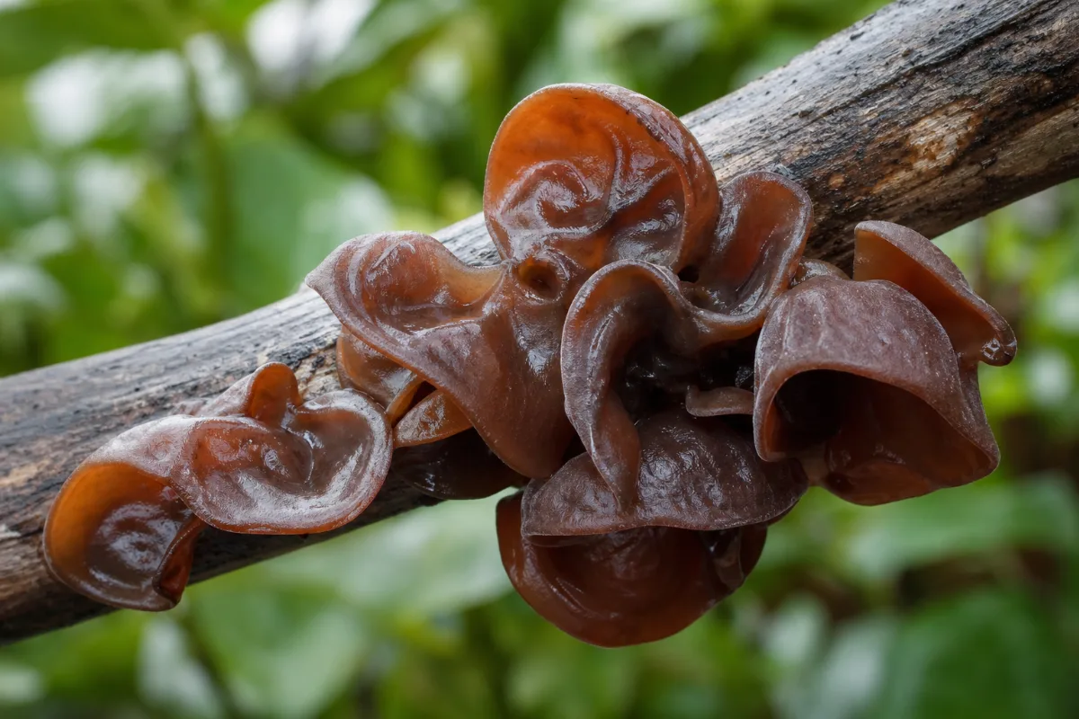 Close-up of wood ear
