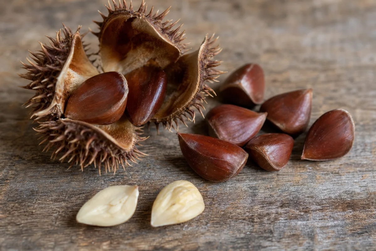 Close-up of beechnuts