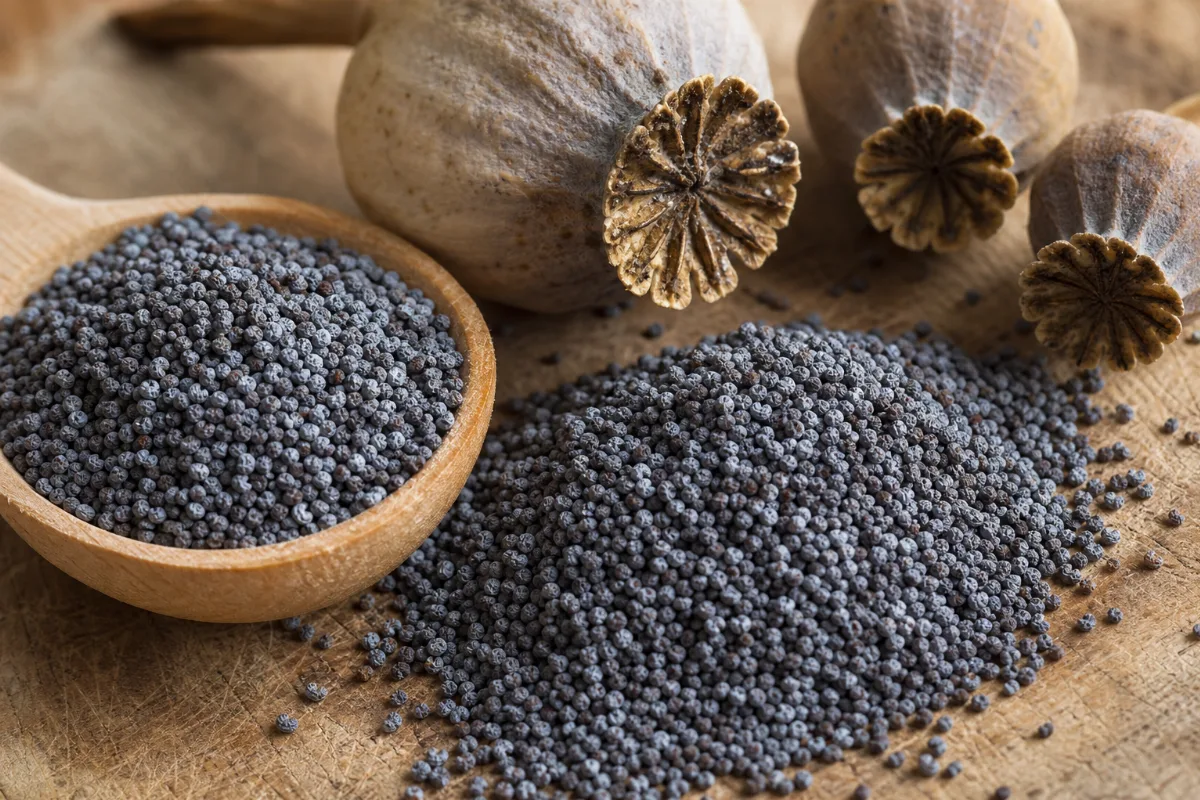 Close-up of poppy seeds