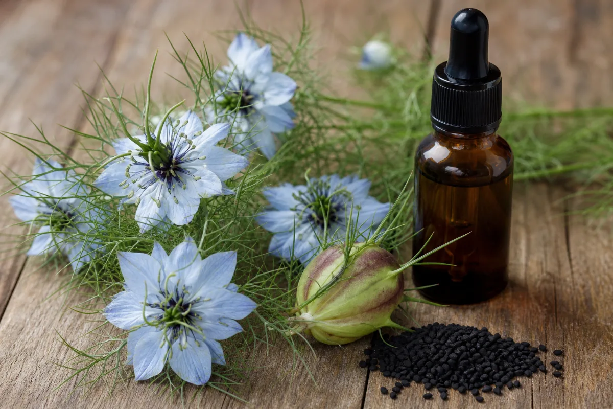Close-up of black seed oil (nigella)