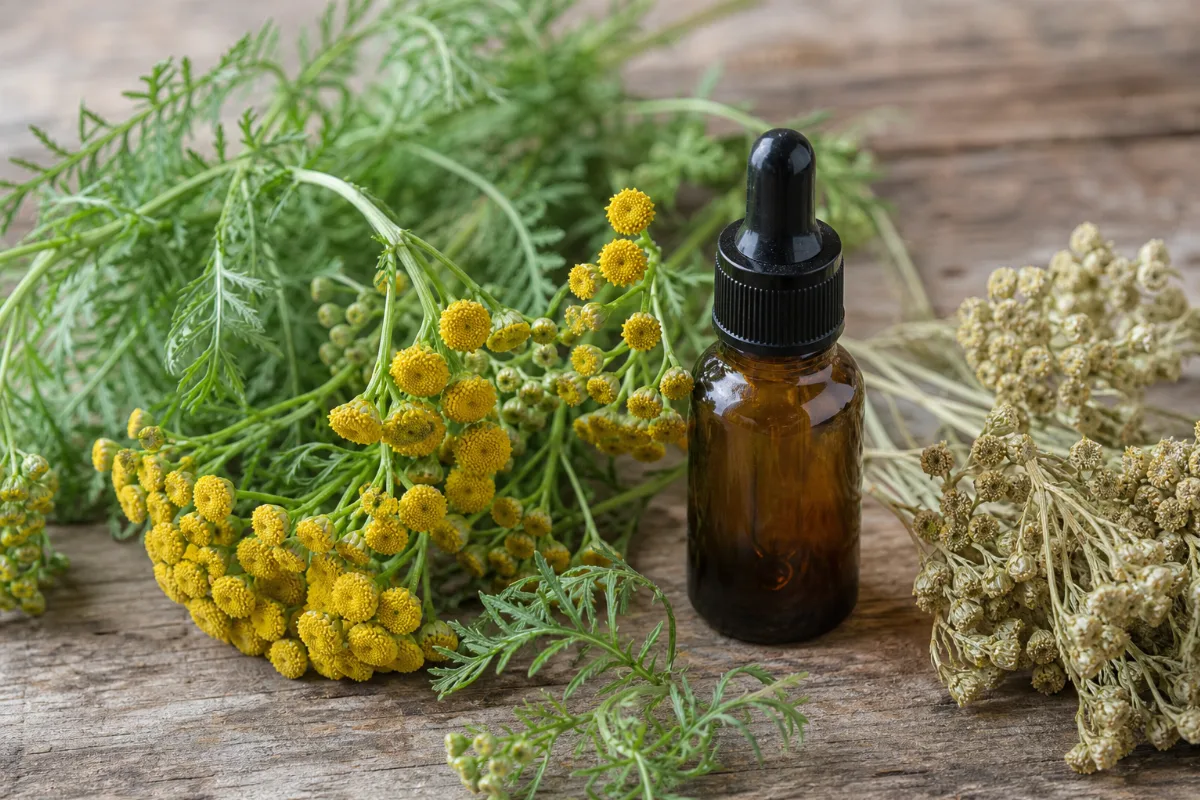 Close-up of blue tansy oil