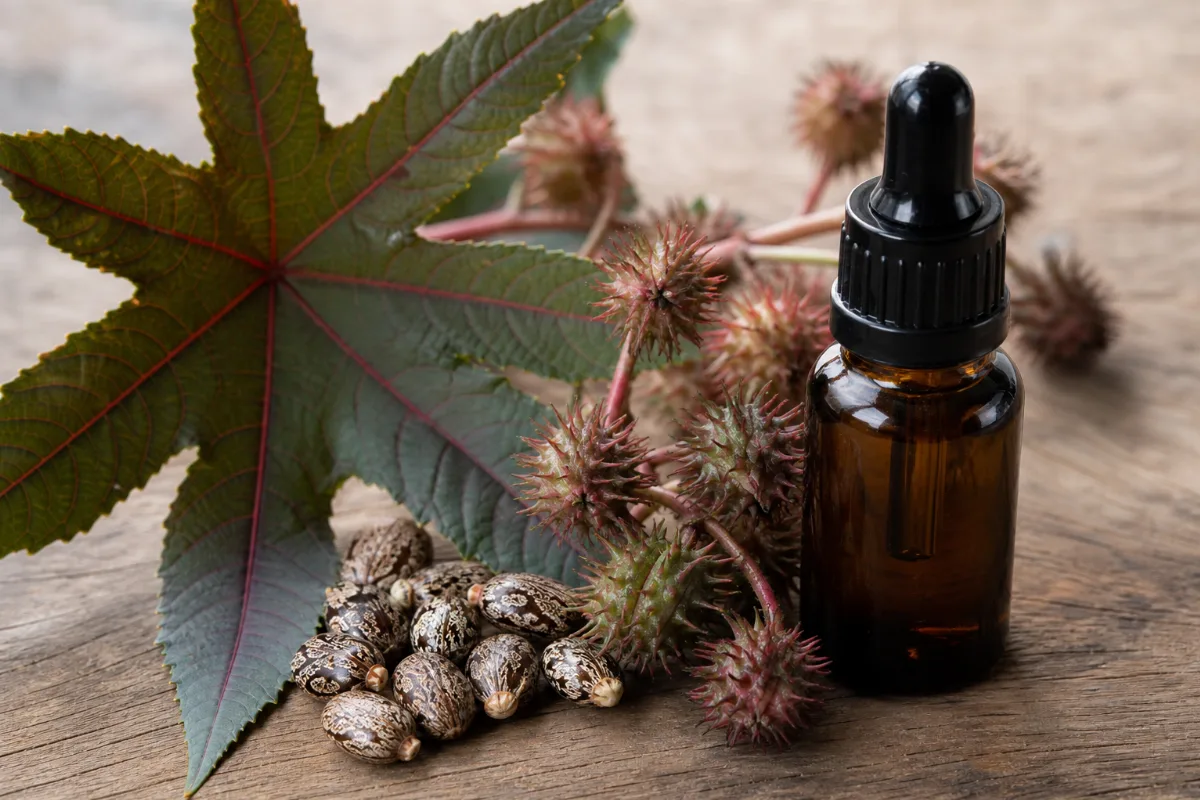 Close-up of castor oil