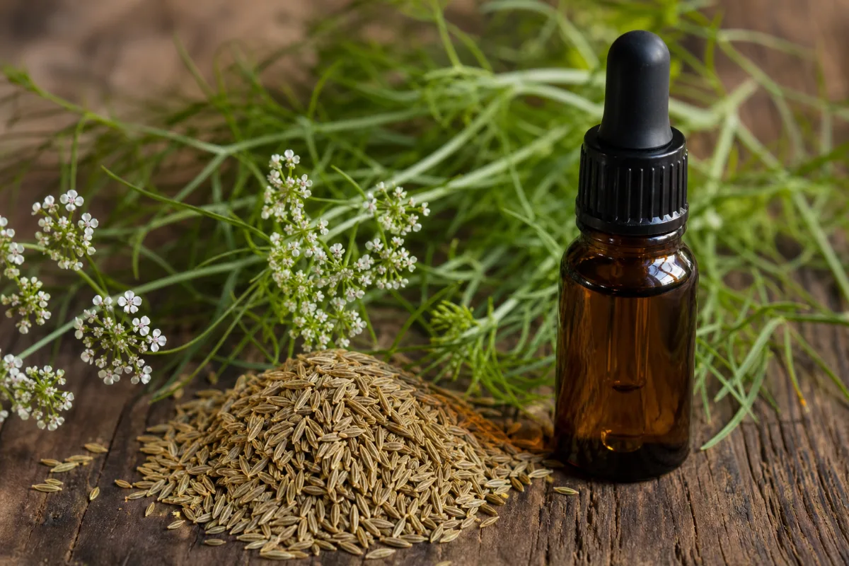 Close-up of cumin oil