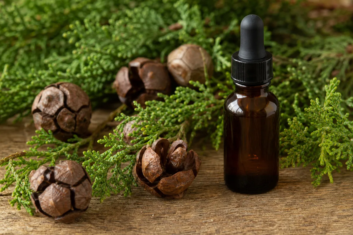 Close-up of cypress oil: evidence, safety and how it is used