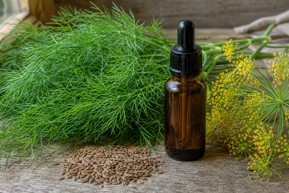 Close-up of dill oil