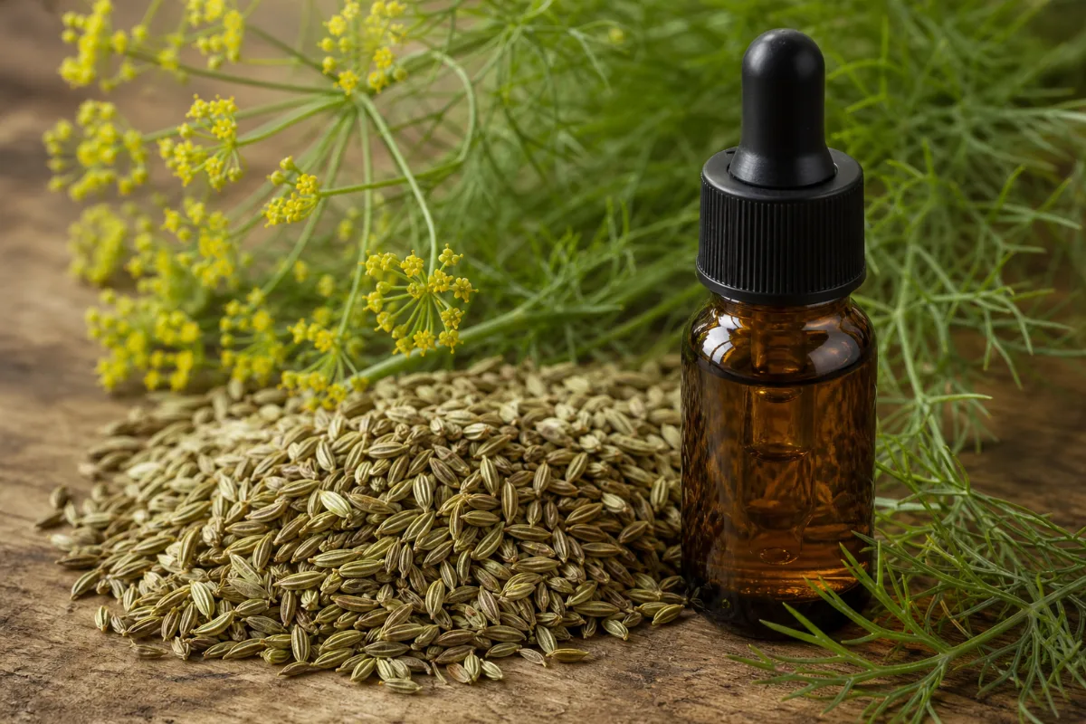 Close-up of fennel oil (sweet and bitter)