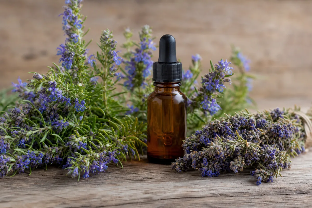 Close-up of hyssop oil