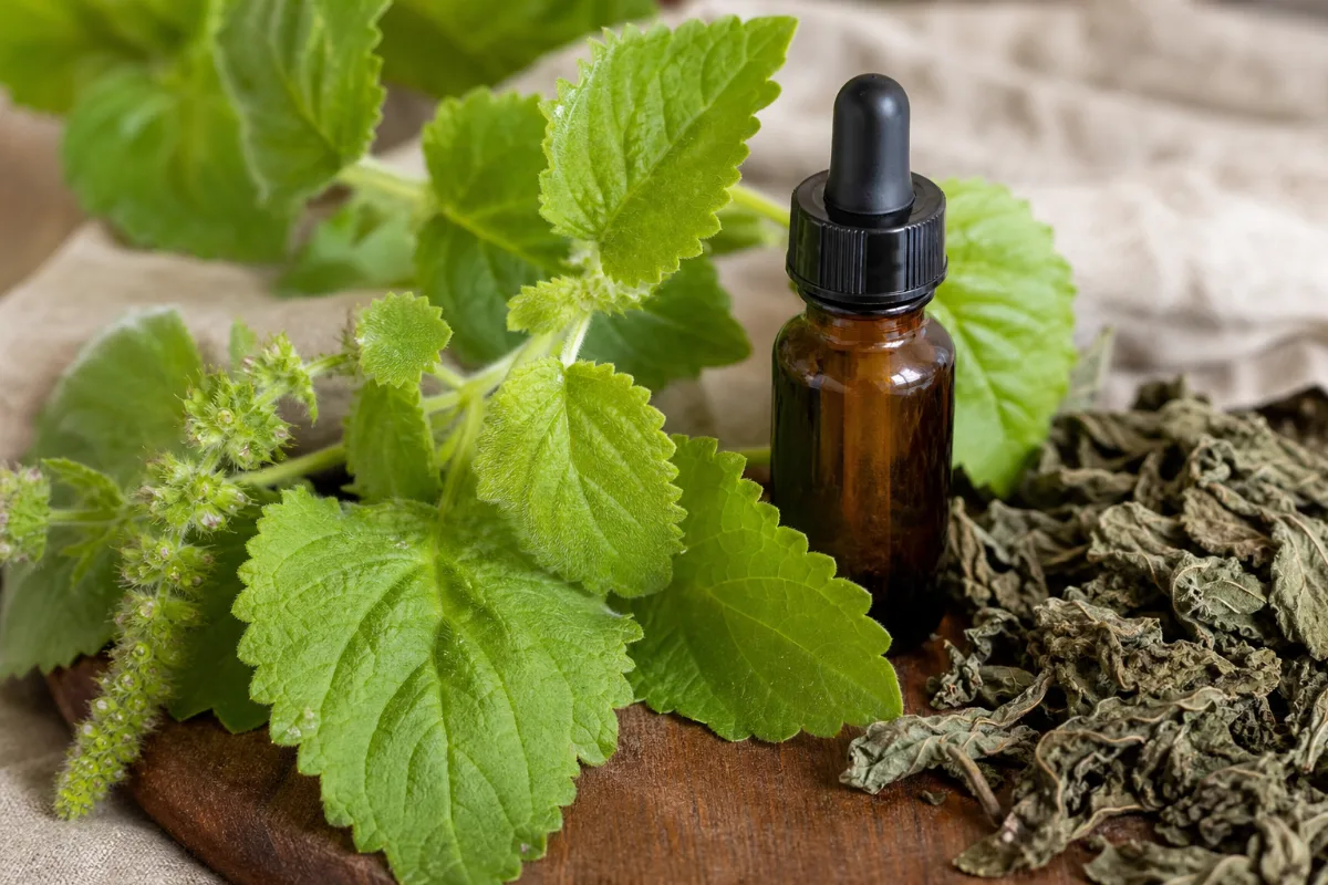 Close-up of patchouli oil