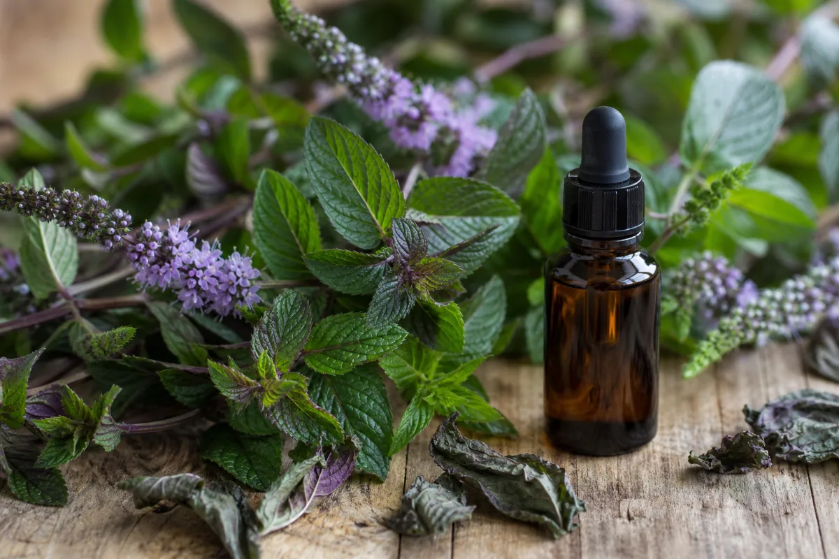 Close-up of peppermint oil