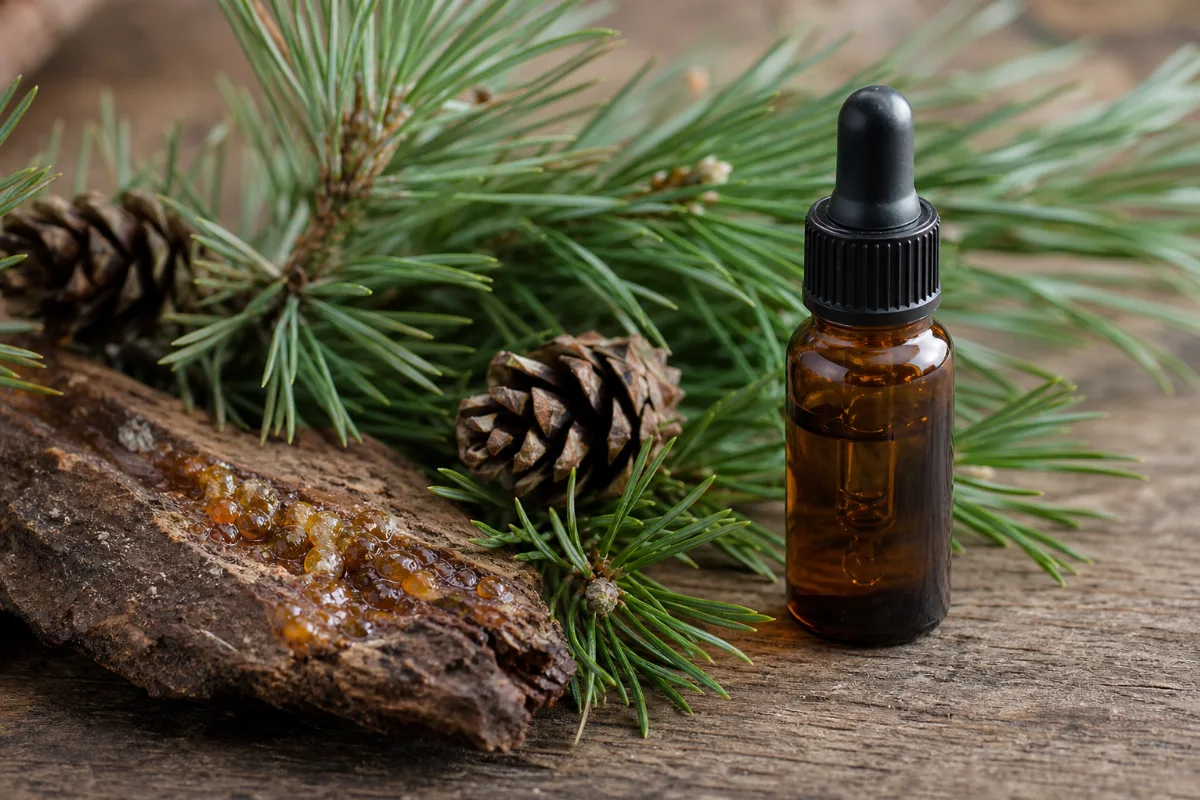 Close-up of pine oil