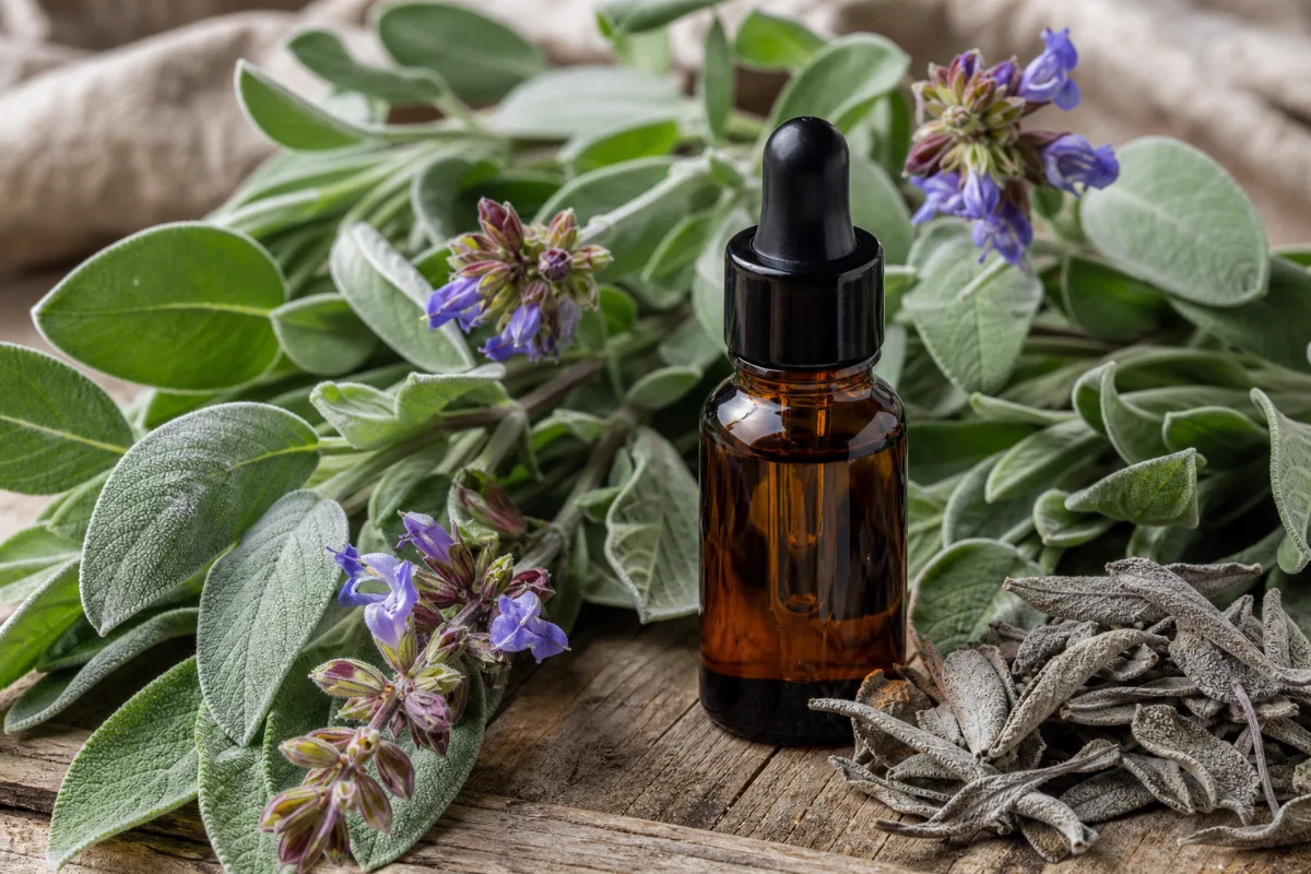 Close-up of sage oil (dalmatian and spanish)
