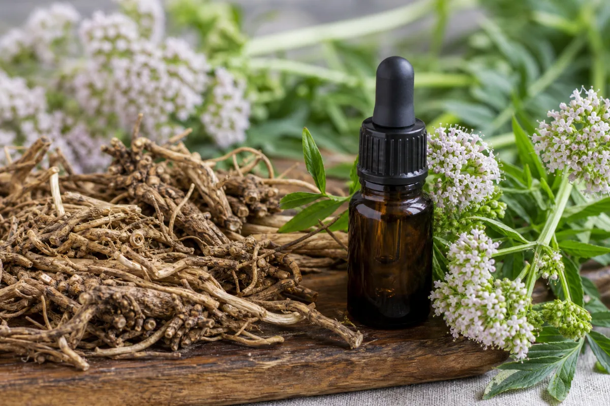 Close-up of valerian oil
