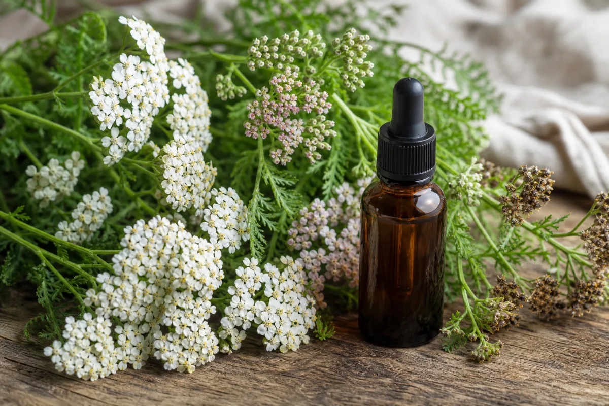 Close-up of yarrow oil