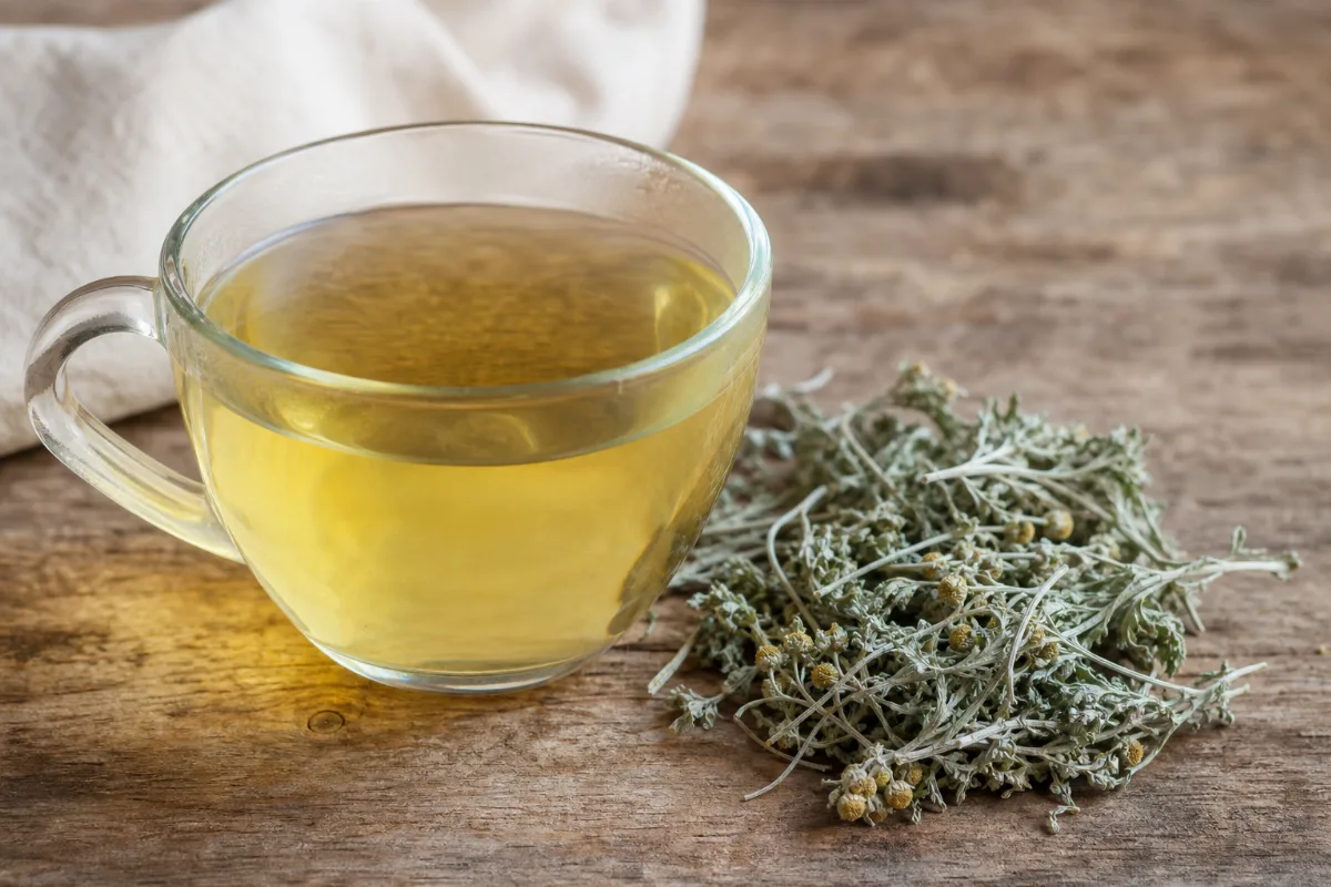 Dried wormwood herb (Artemisia absinthium) and a cup of wormwood tea