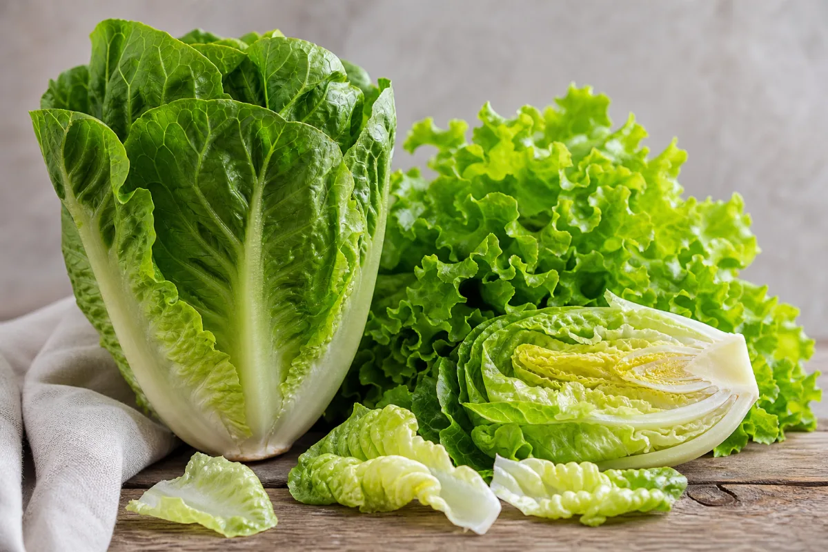 Close-up of lettuce (romaine & leaf)