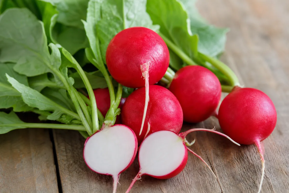 Close-up of radishes