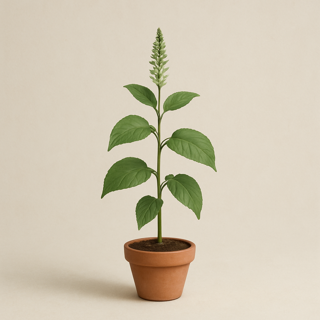 Sacred Plants
