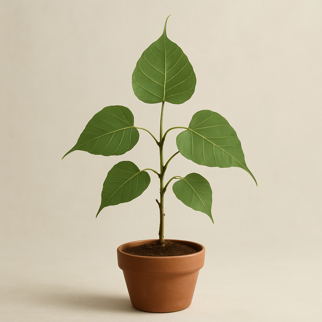 Sacred Plants