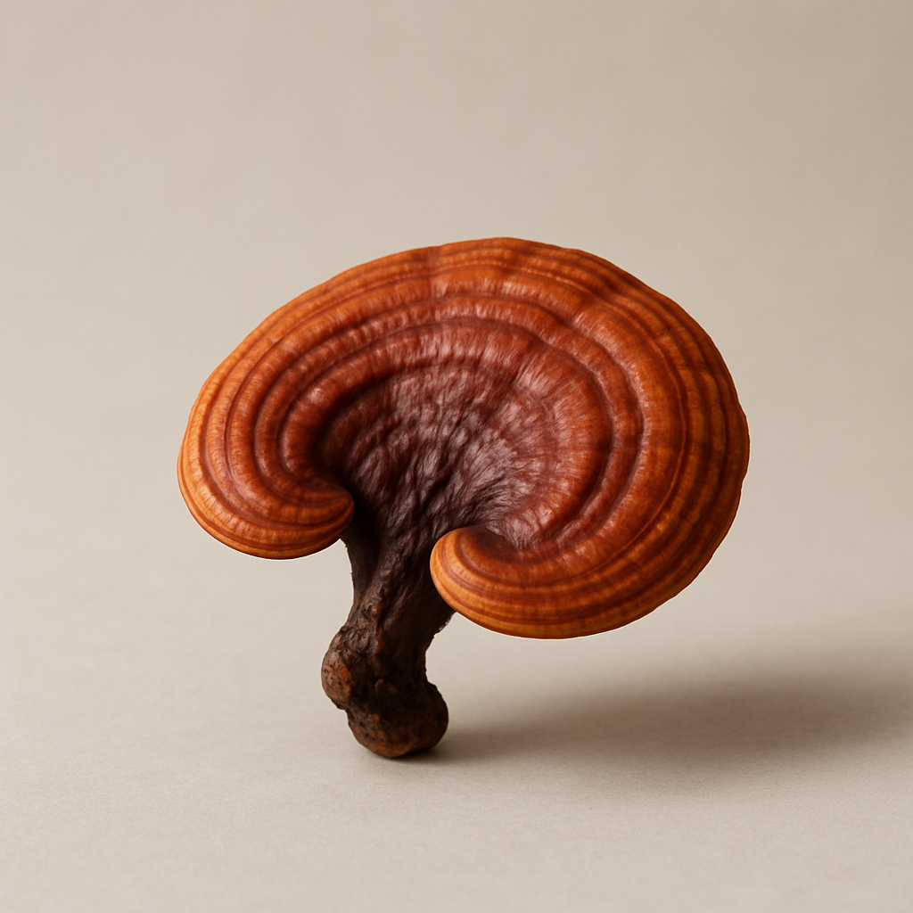 Reishi