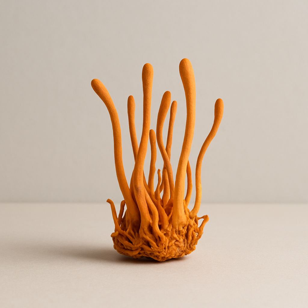 Cordyceps