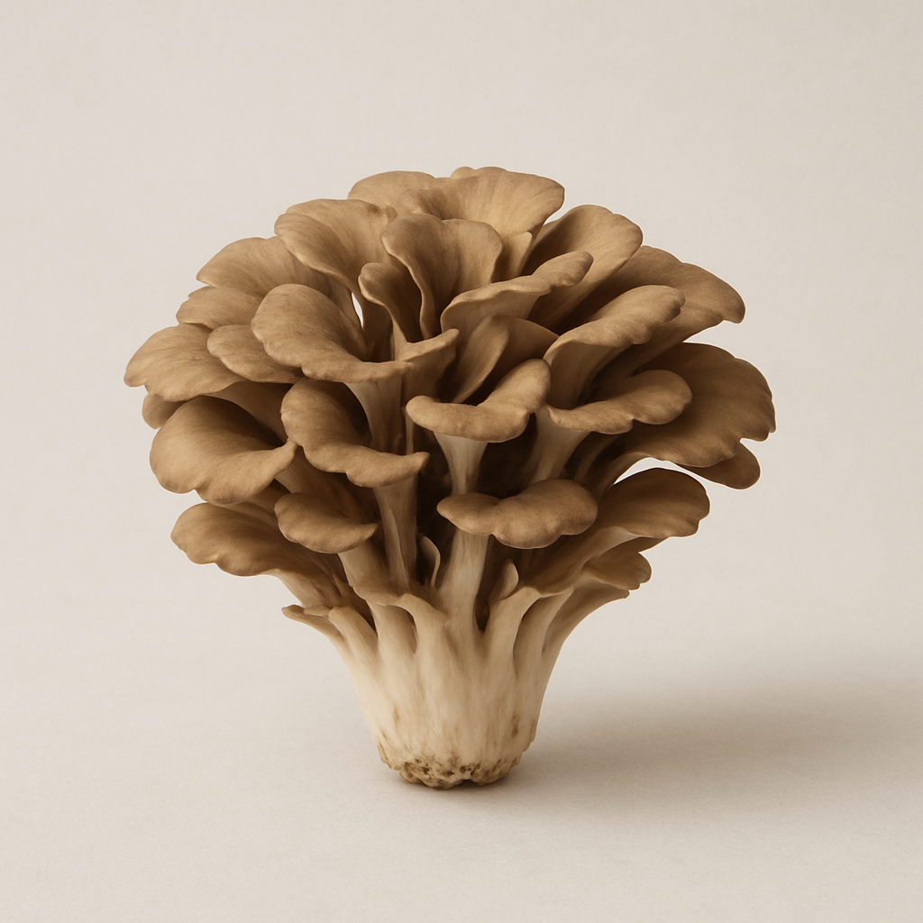 Maitake