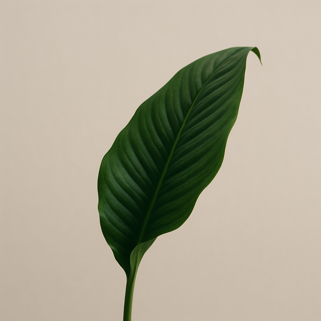 Rainforest Botanicals